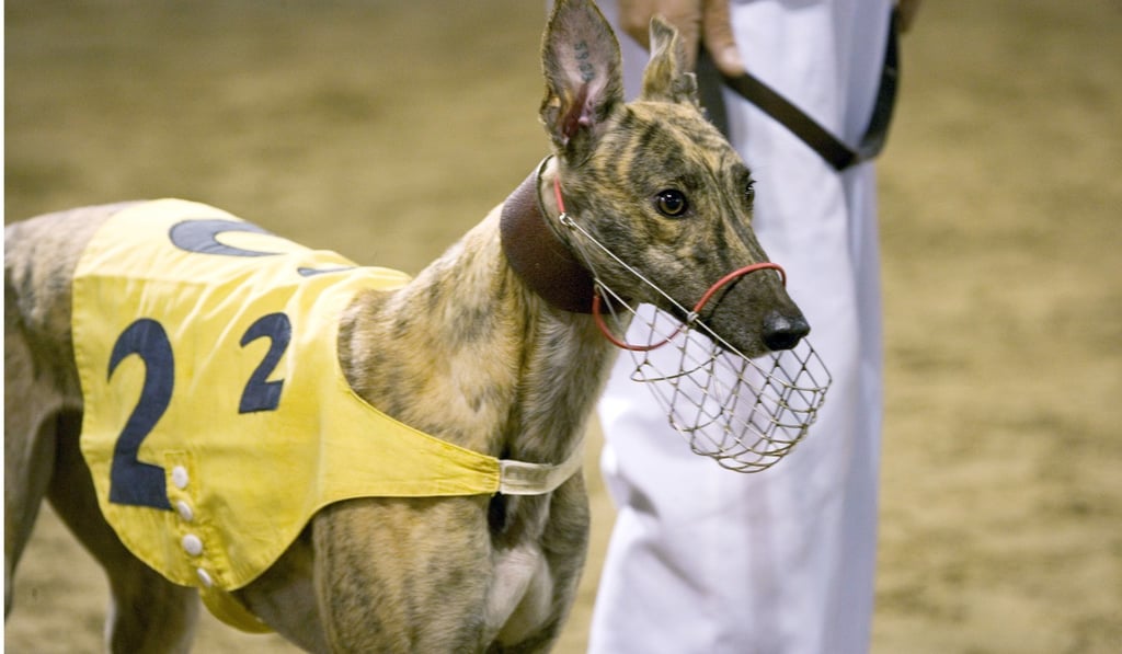 The special measures mean the greyhounds can spend part of their quarantine period in a pet hotel or pet shop and part of it with their new owners. Photo: Alamy