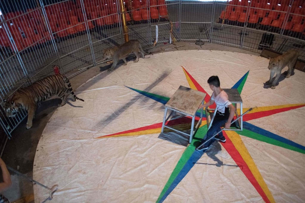 A Chinese Prosperous Nation Circus Troupe trainer rehearses with (from left) a Siberian tiger, a lioness and a lion. Photo: AFP