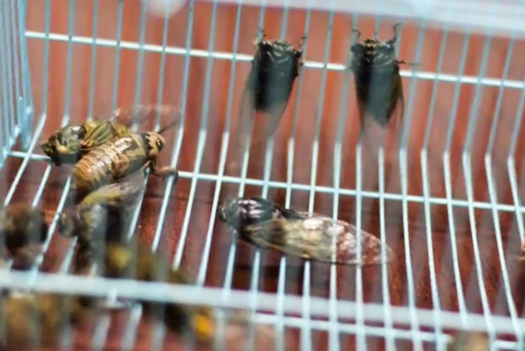Cicadas reproduce in huge numbers in July and August, with the average female producing about 100 eggs at a time. Photo: The Beijing News