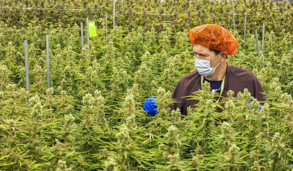 According to the most recent United Nations World Drug Report, an estimated 238 million people use cannabis on a regular basis. Photo: EPA