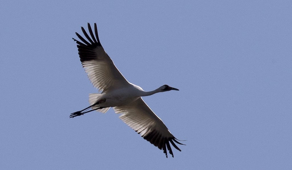 A whooping crane, a critically endangered species, flies over a crayfish pond in Jefferson Davis Parish, Louisiana. Photo: AP