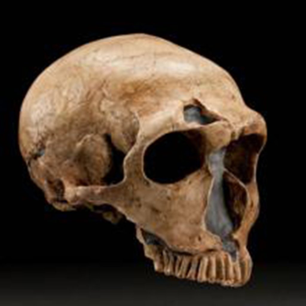 A Neanderthal skull. Photo: Smithsonian Institution A Neanderthal skull. Photo: Smithsonian Institution