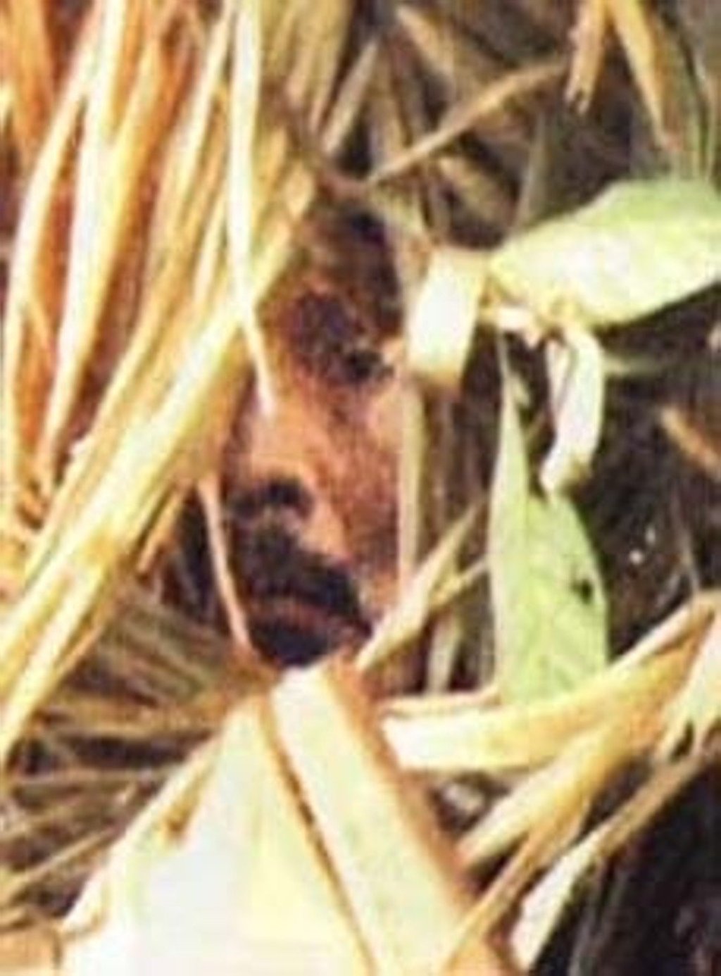 A glimpse of an uncontacted Amazonian tribesman, who has lived alone in the Amazon state of Rondinia for 22 years. This photo was taken from a distance by a Brazilian documentary team in 1998. Photo: Funai
