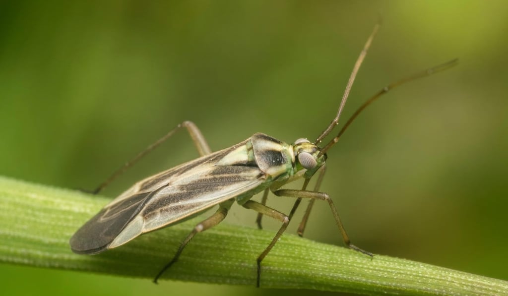 One member of the mirid bug family is seen on a plant stem. Photo: Alamy