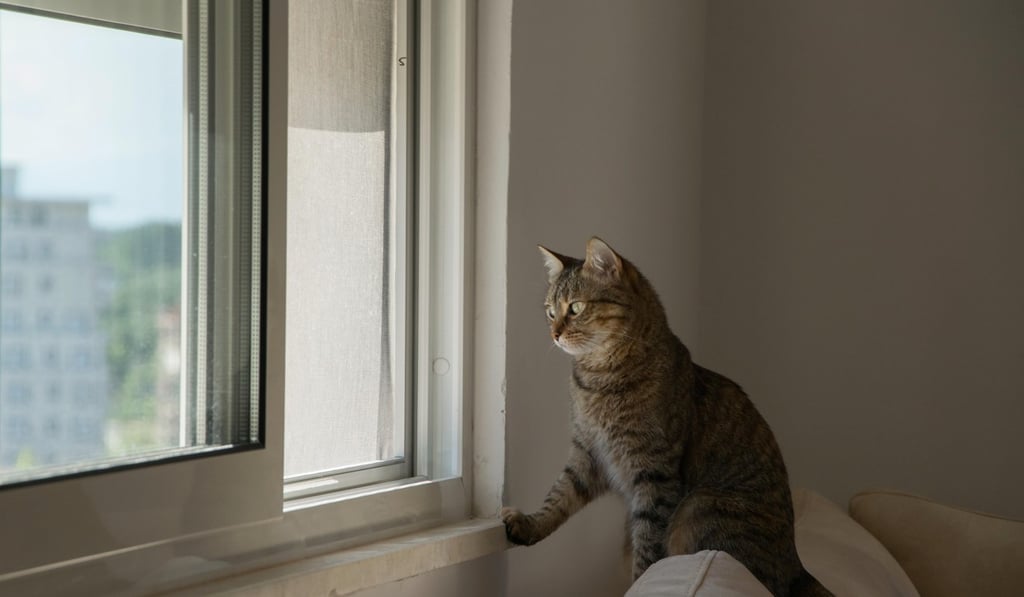A cat at a high-rise window. Photo: Alamy