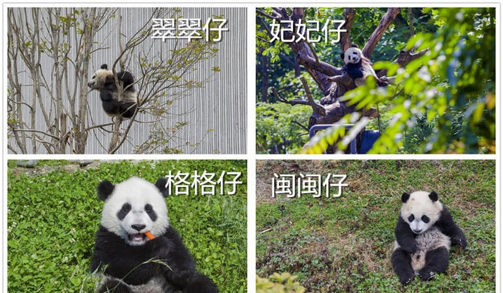 So far the contest has only been promoted via Chinese language media. Photo: Chengdu Commercial Daily