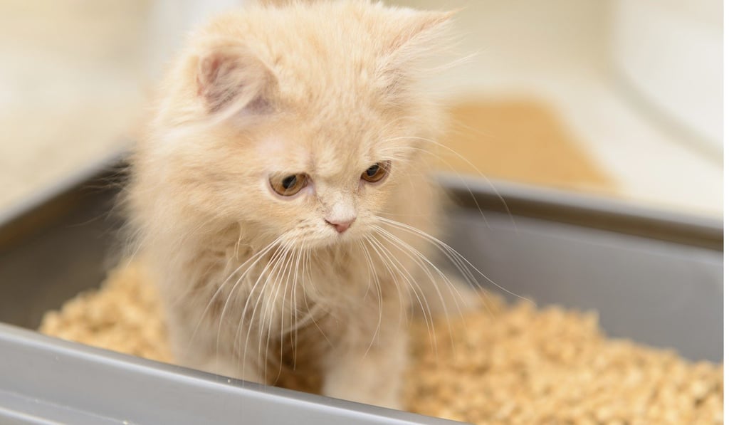 The parasite Toxoplasma gondii, typically found in cat droppings, could be responsible for breaking down the mental barriers that stop people from taking risks, like launching a business, scientists say. Photo: Handout