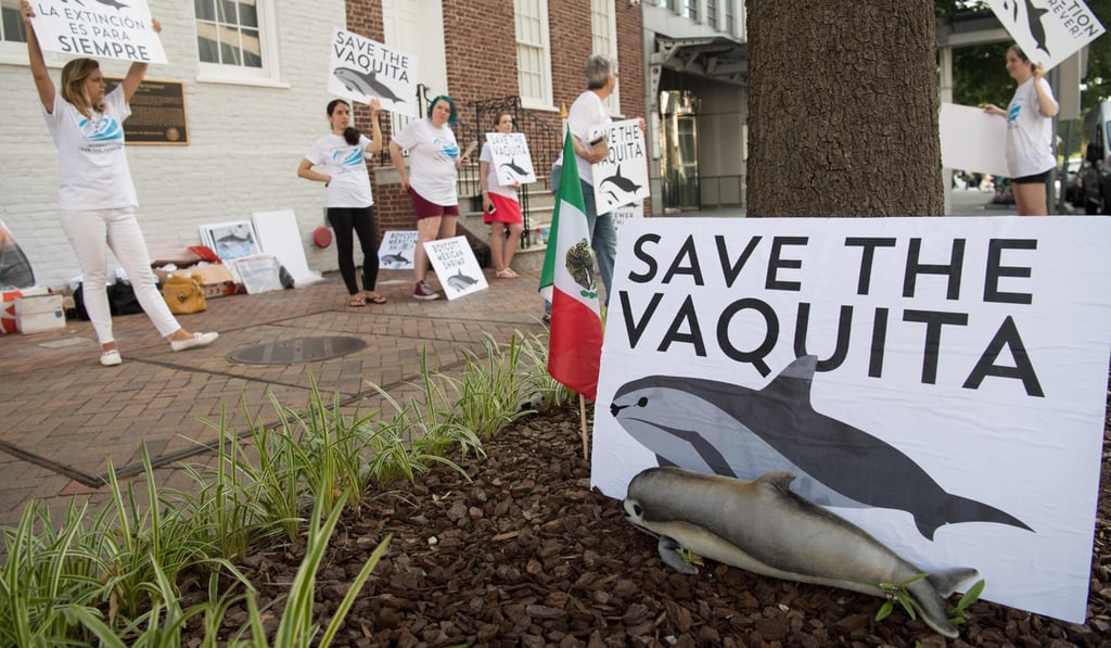 Demonstrators with The Animal Welfare Institute hold a rally to save the vaquita, the world's smallest and most endangered porpoise, outside the Mexican Embassy in Washington on July 5. Photo: Agence France-Presse Demonstrators with The Animal Welfare Institute hold a rally to save the vaquita, the world's smallest and most endangered porpoise, outside the Mexican Embassy in Washington on July 5. Photo: Agence France-Presse