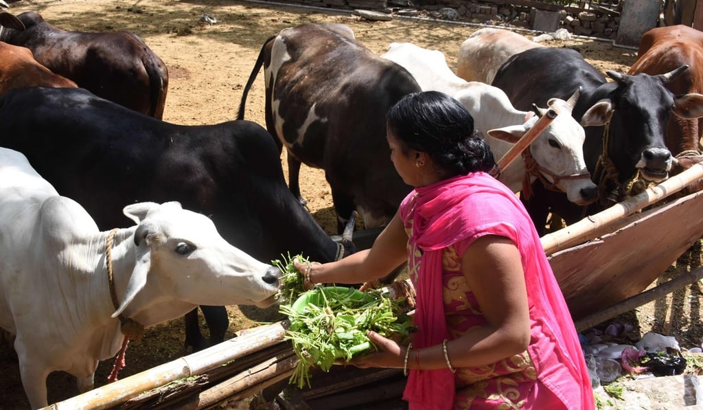 Cows are sacred in Hindu-majority India. Photo: AFP