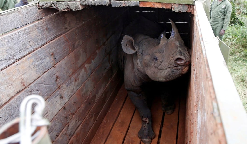 In this file photo taken on June 26, 2018 a female black rhinoceros, is seen in a transport crate, in Nairobi National Park. Ten out of the 11 rhinos involved in the transfer are now dead. Photo: Reuters