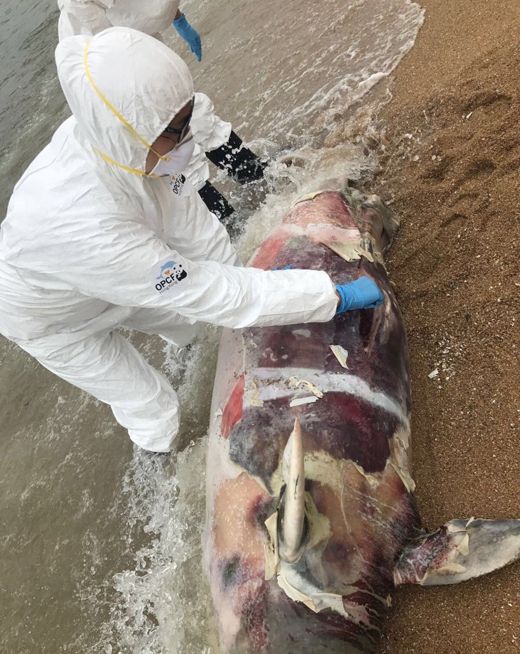 The body of a Chinese white dolphin carrying an unborn baby is found off Lamma Island in Hong Kong. Photo: OPCFHK
