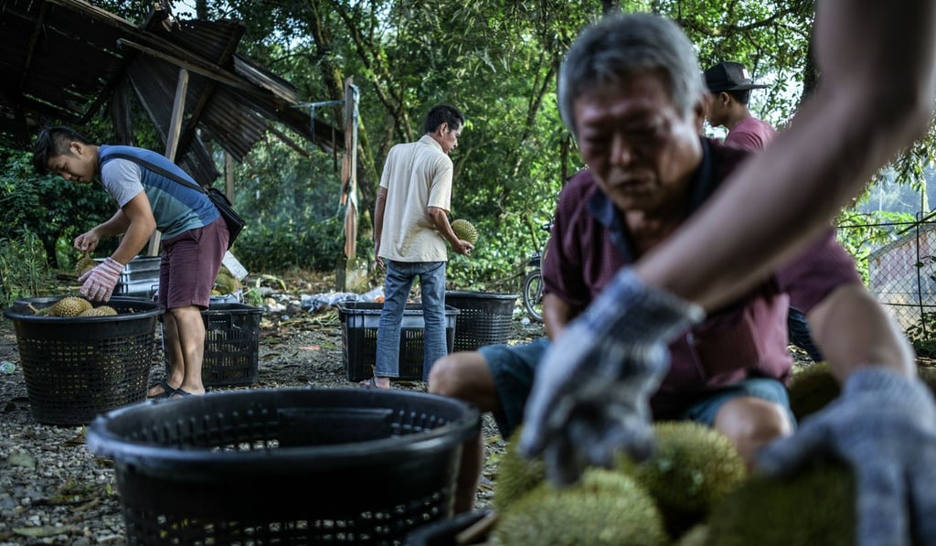 Malaysian workers divide durians into baskets at a farm in Karak, outside Kuala Lumpur in the nearby Pahang state, on July 24. Photo: AFP