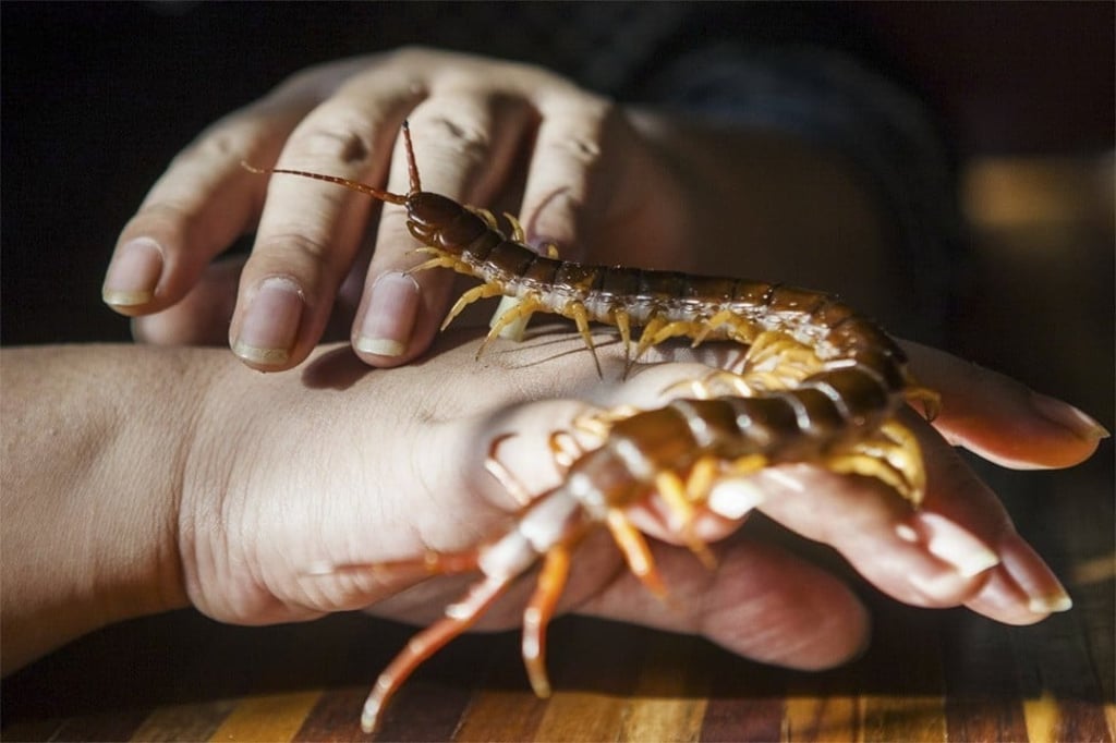 The patients believed that eating raw centipedes would be good for their health. Photo: News.163.com