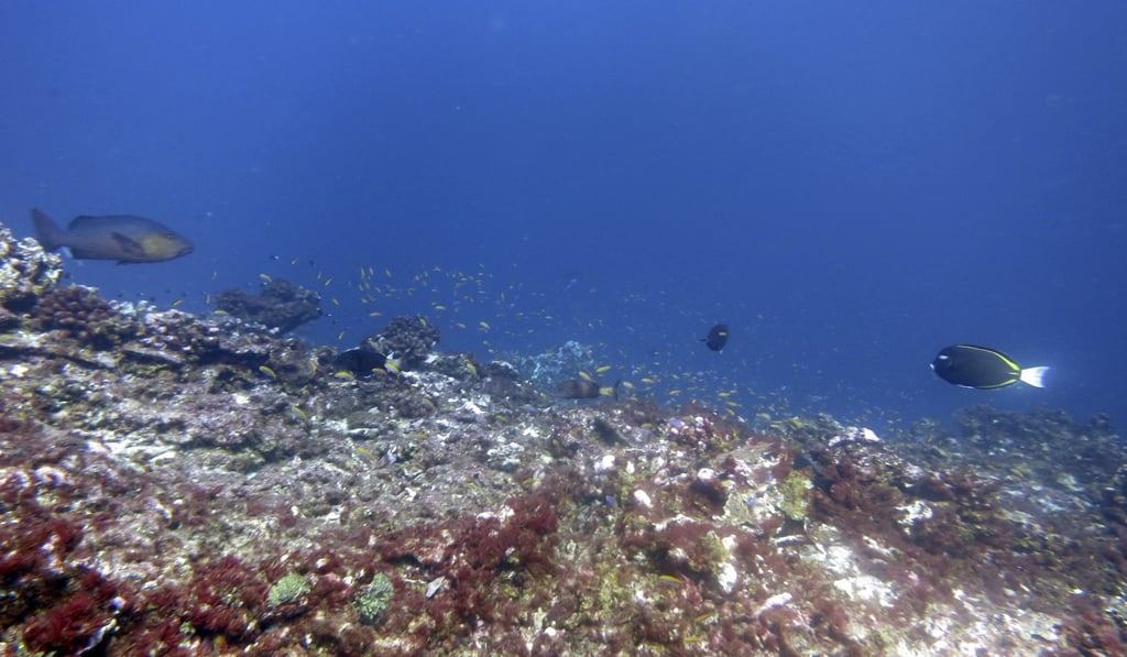 Dead coral around Jarvis Island in 2016. Ocean warming over the last few years has also been blamed for widespread coral bleaching. Photo: NOAA via AP