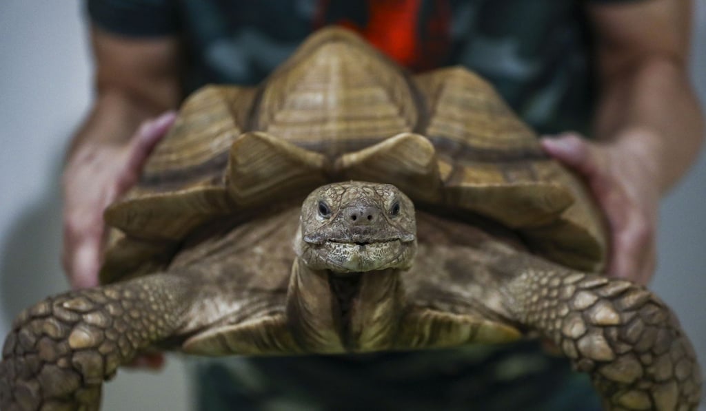 In 2016, the number of exotic animals legally imported into Hong Kong for sale more than doubled from the previous year. Photo: Nora Tam
