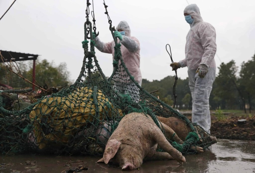 Health issues are not uncommon in China’s pig farming sector. In 2013 thousands of carcasses were dumped into a river in Shanghai, although the authorities denied there was a link to swine fever. Photo: EPA
