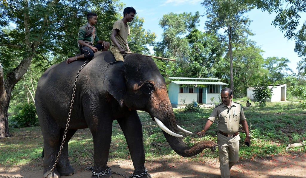 An Indian forestry official patting a tamed elephant named Ranjan at the Dubare Elephant Camp in Kodagu District. Photo: AFP