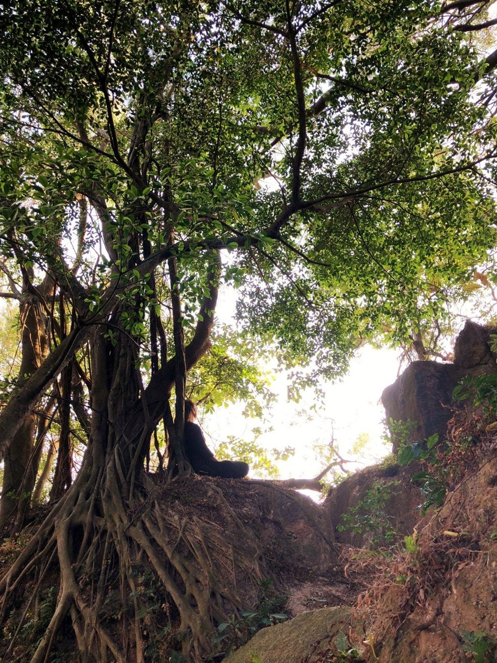 Kembali in Hong Kong offers nature and forest therapy walks.