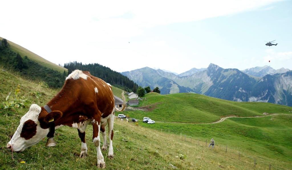 Dairy cows need as much as 150 litres a day in such high temperatures. Photo: Reuters