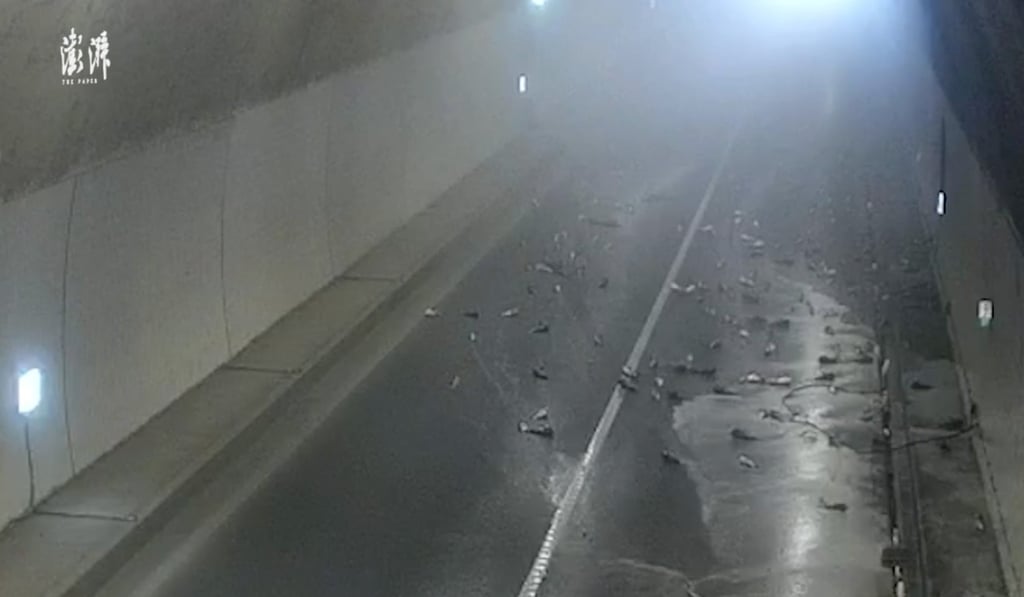 A video clip shows the dead carp spread across the tarmac in the tunnel. Photo: The paper A video clip shows the dead carp spread across the tarmac in the tunnel. Photo: The paper