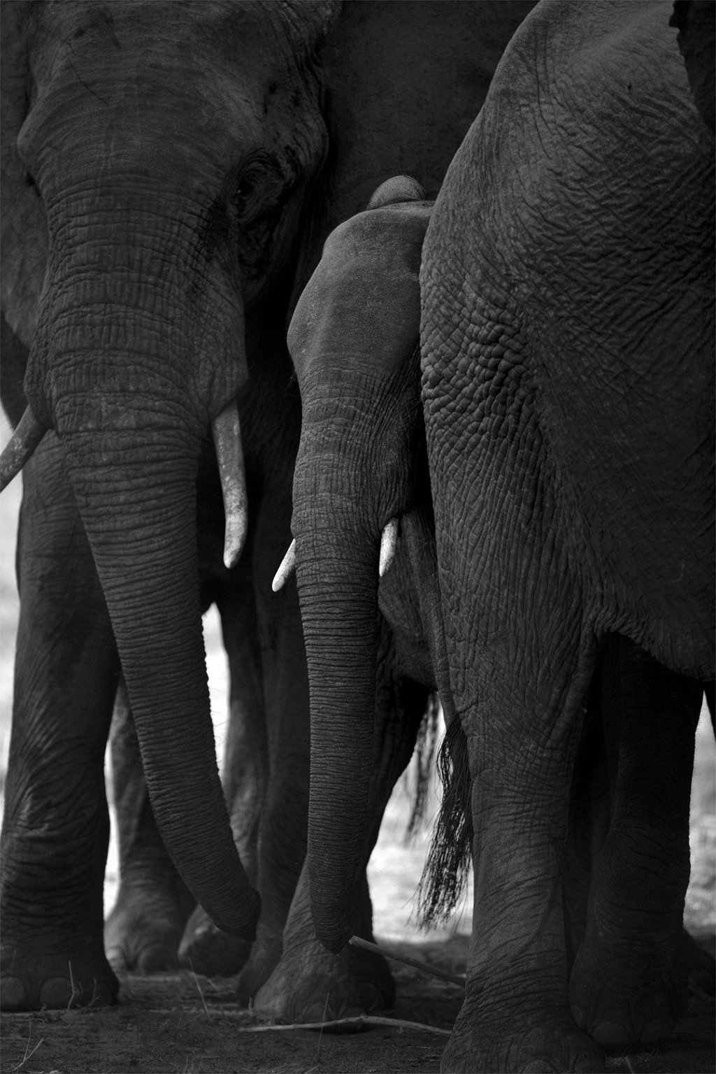 Herds of elephants are a common sight in the reserves.