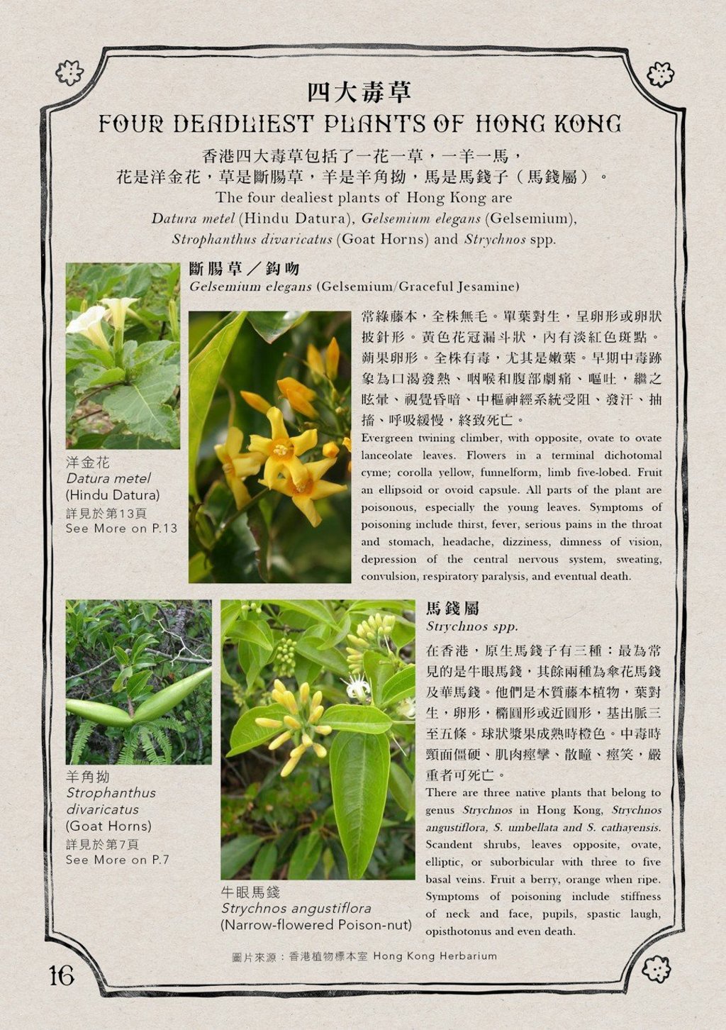 The field guide by the Hong Kong University’s The Ecology & Biodiversity Society includes details about graceful jesamine. The field guide by the Hong Kong University’s The Ecology & Biodiversity Society includes details about graceful jesamine.