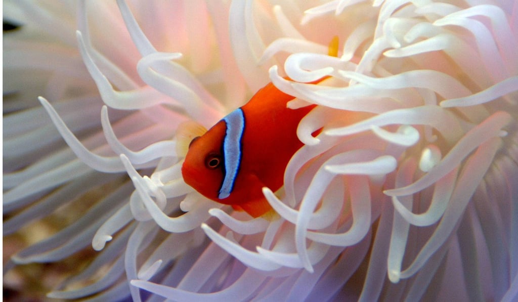 Students studied clownfish to come up with a skin cream that helps against jellyfish stings. Photo: AFP