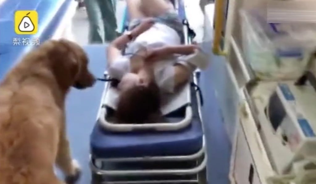 The ambulance crew were unfazed and allowed the dog to get in the ambulance with them. Photo: Thepaper.cn The ambulance crew were unfazed and allowed the dog to get in the ambulance with them. Photo: Thepaper.cn