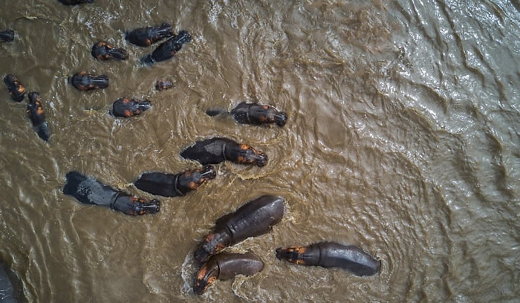 Hippopotamuses in Serengeti National Park. Photo: yannick68 / www.dronestagr.am