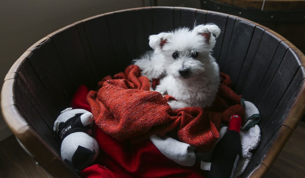 A wine barrel-turned-dog bed. Picture: Xiaomei Chen