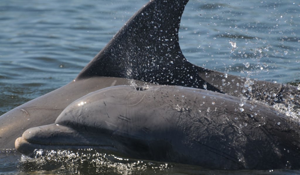 In this image released by the Sarasota Dolphin Research programme, Speck, a bottlenose dolphin, is seen in 2015. Speck is believed to have fallen victim to Florida's red tide, her body found on August 12. Photo: Agence France-Presse