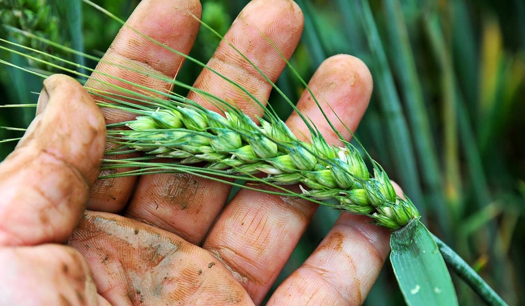 The research will help scientists to pinpoint the genes that perform key functions, such as resistance to droughts and pests. Photo: Xinhua