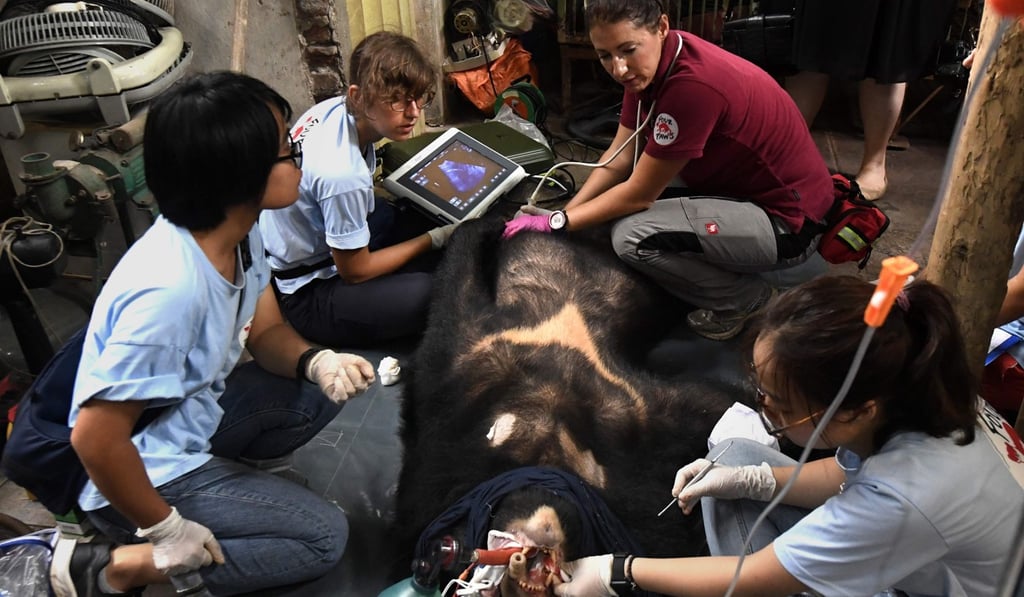 Veterinarians from Four Paws, an animal conservation group, inspecting the health condition of a sedated bear. Photo: AFP Veterinarians from Four Paws, an animal conservation group, inspecting the health condition of a sedated bear. Photo: AFP