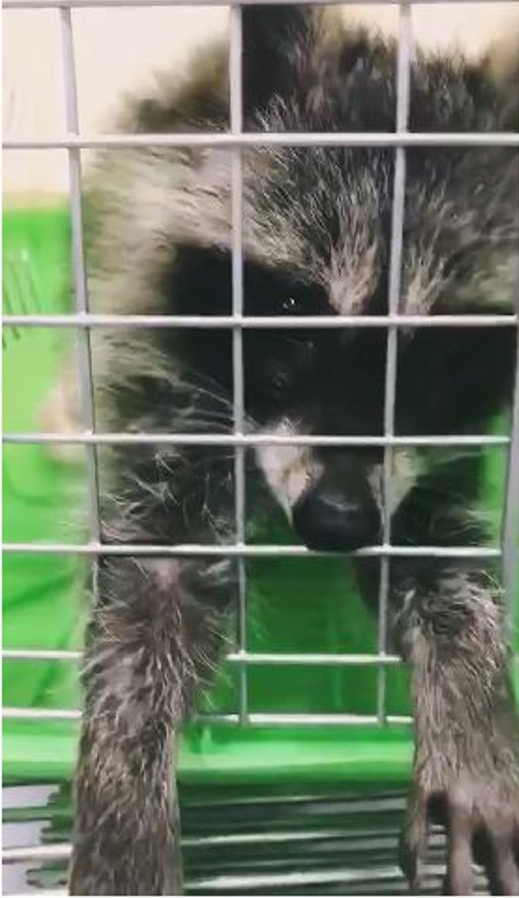 A raccoon recovering at the AMC pet hospital, Nanjing. Photo: Liu Youyou