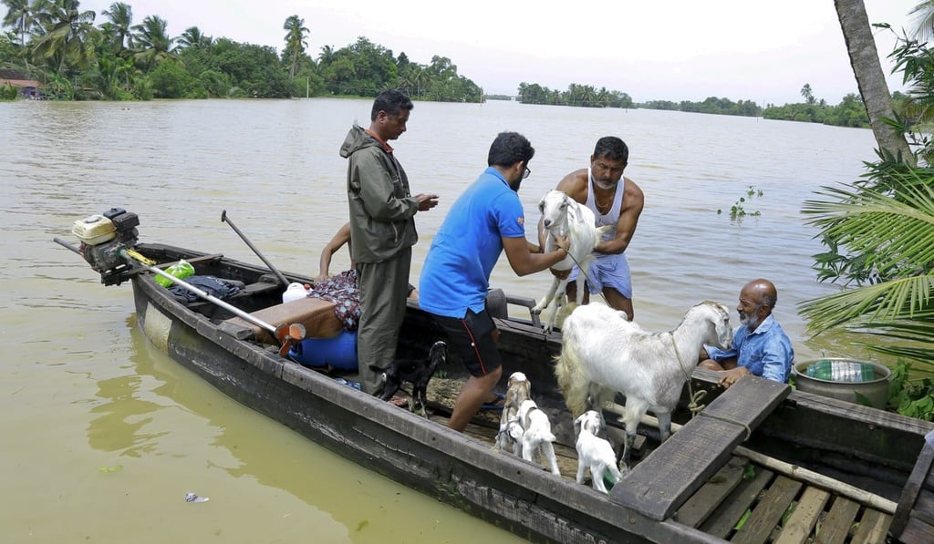 People rescuing goats in a country boat at Kuttanad in Alappuzha in Kerala. Photo: AP