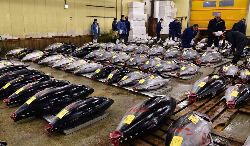 Fishmongers inspect bluefin tuna before an auction at Tsukiji fish market. Photo: AFP