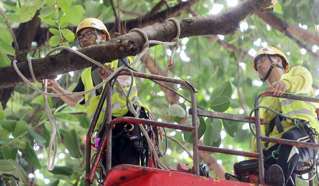 Tree management has been called into question following the death. Photo: Winson Wong