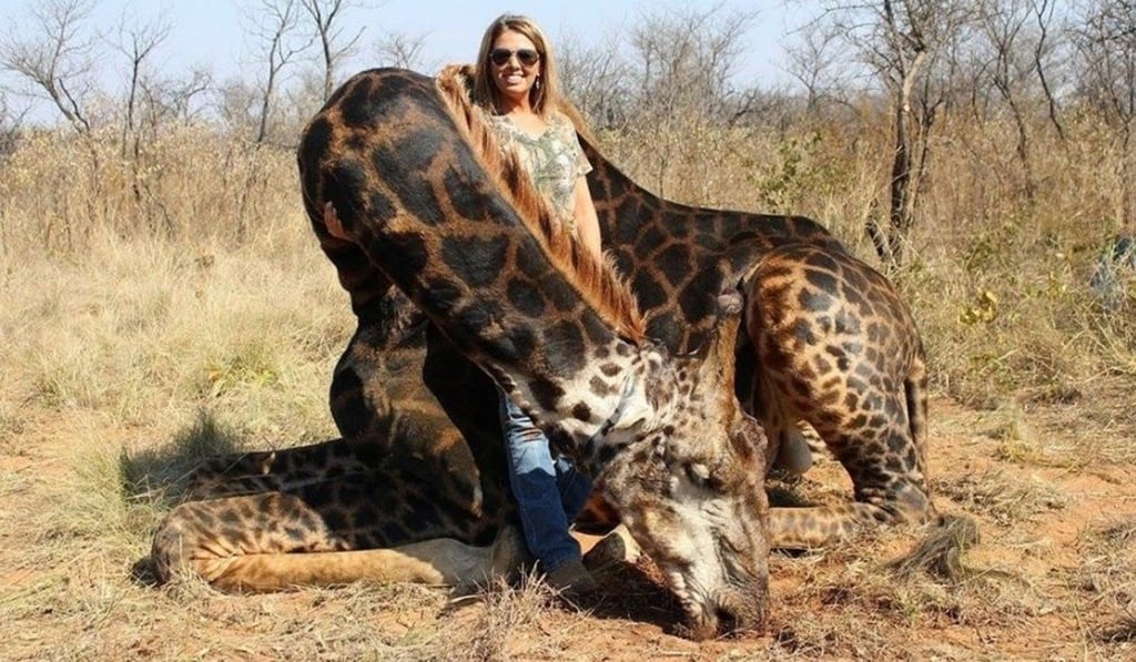 US hunter Tess Thompson Talley, 37, poses with a giraffe she killed on a hunting trip last summer. Photo: Facebook