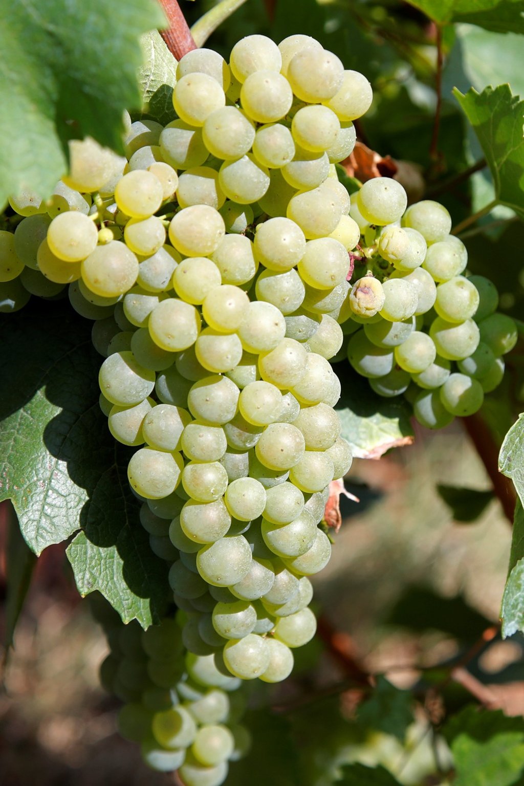 Grapes about to be harvested in Champagne, France, where the harvest start is the earliest in 15 years. Photo: Reuters