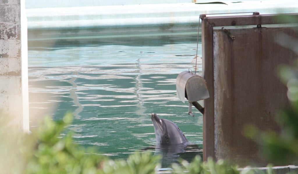 The operator of the Inubosaki Marine Park Aquarium closed the facility in January citing a decline in visitors after the 2011 earthquake. Photo: Reuters