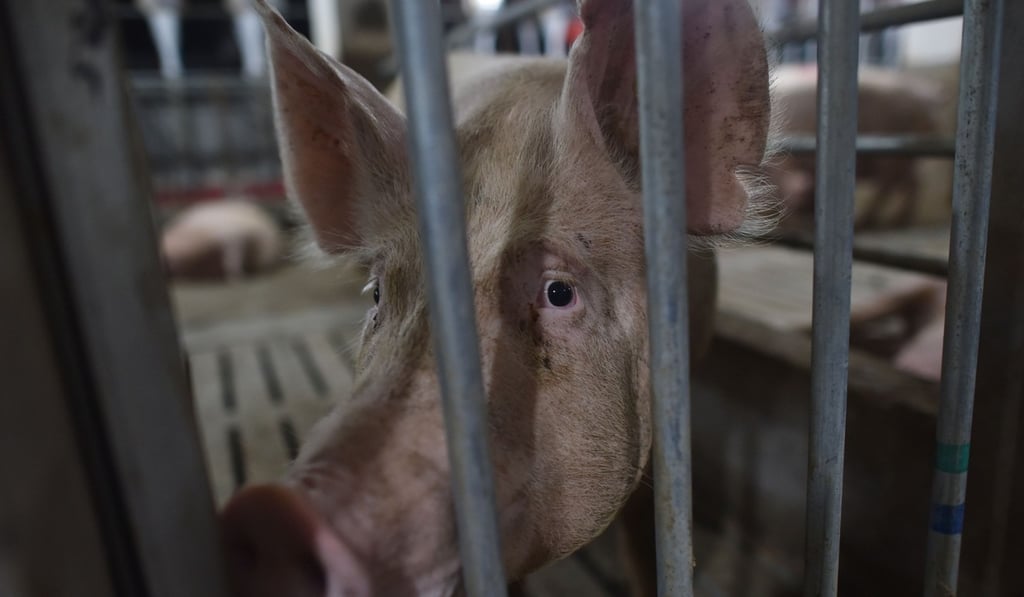 A pig stands in a pen at a pig farm in Yiyang county, in China’s central Henan province. Fearful of the effects on the country’s food supply, China’s Ministry of Agriculture and Rural Affairs has mobilised inspectors after several pigs were confirmed to have died of African swine fever in Shenyang, Liaoning province. Photo: AFP