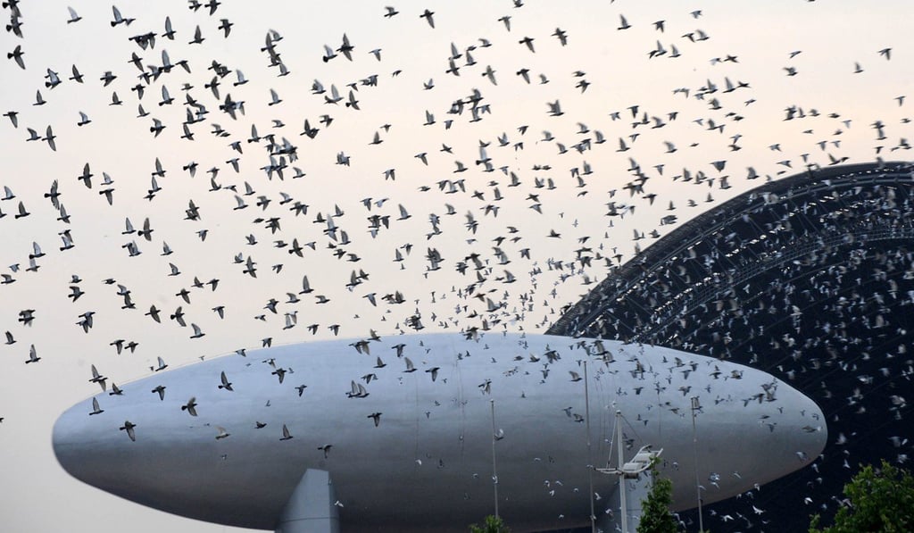 The pigeons’ rapid times raised suspicions and Shanghai race organisers turned the men in when the scale of the ruse emerged. Photo: Xinhua
