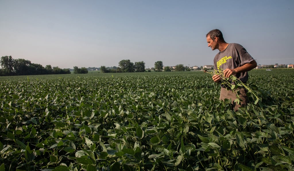John Kiefner checks soybean plants on his farm near Manhattan. Soybeans are an agricultural casualty of America’s trade war with China. Photo: Chicago Tribune/TNS