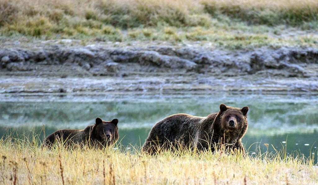 A grizzly bear mother and her cub walk near Pelican Creek in Yellowstone National Park in Wyoming. Photo: Agence France-Presse