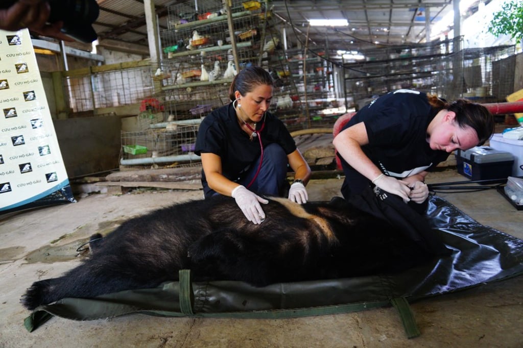 All five moon bears received medical check ups after being rescued.