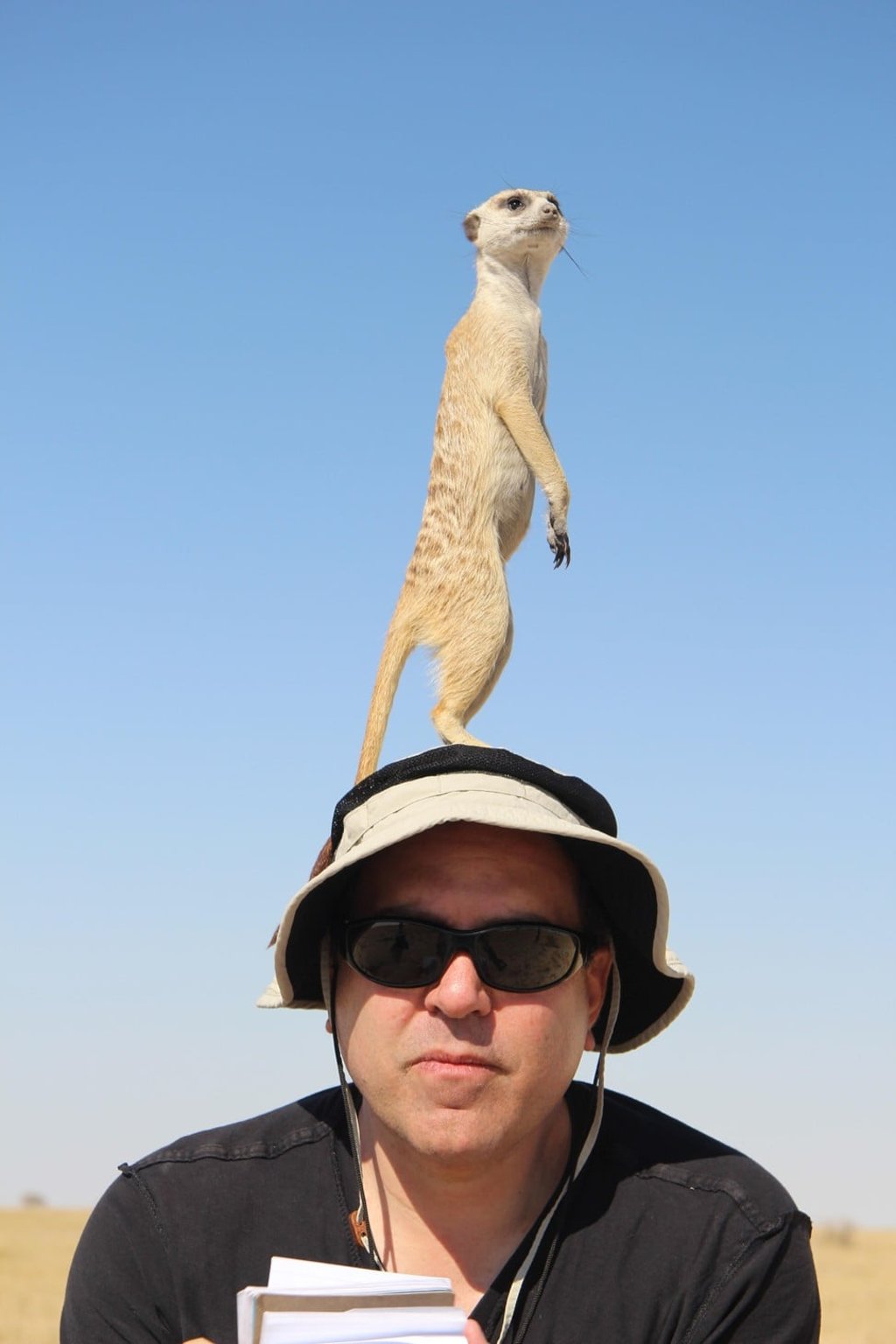 Pitock’s meerkat readies for its close-up. Pitock’s meerkat readies for its close-up.