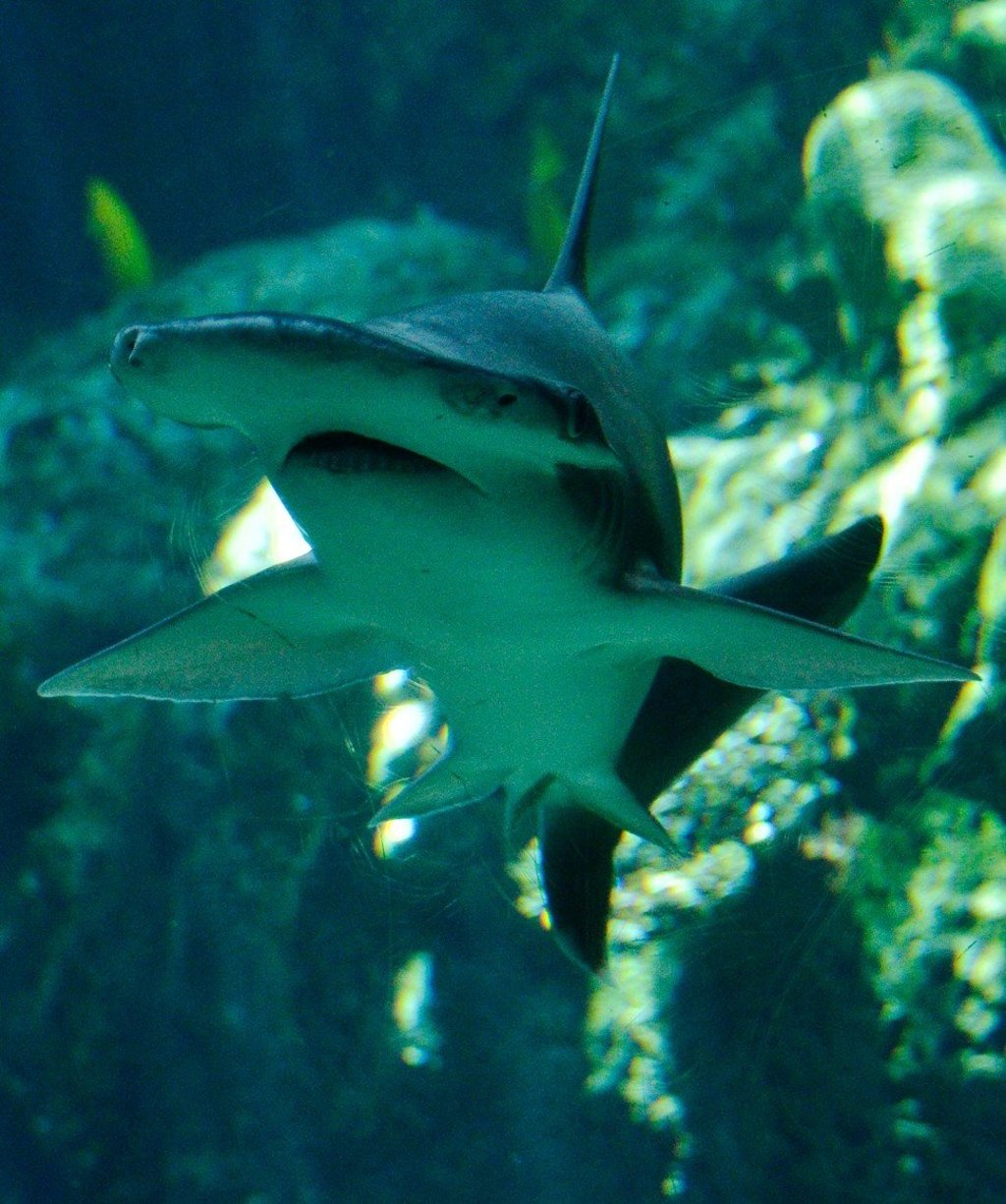 A bonnethead shark swims at the Aquarium of the Pacific in Long Beach, California. Photo: Agence France-Presse