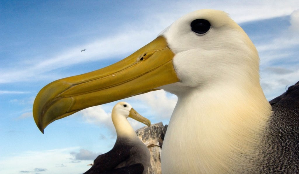 The waved albatross is a critically endangered species on the Galapagos Islands, Ecuador. Photo: Alamy