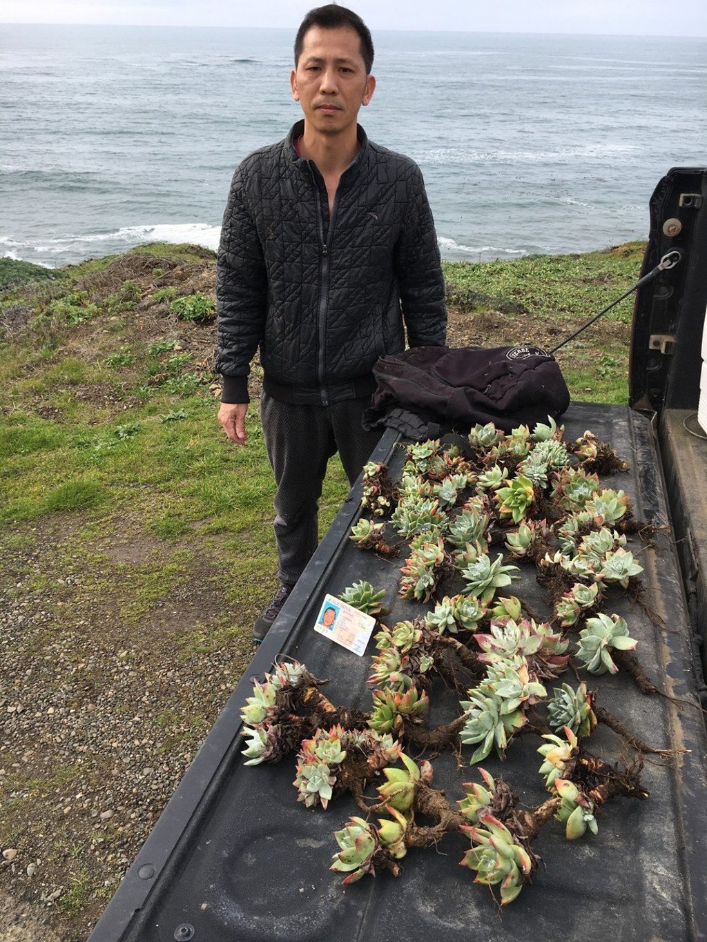 Xiao Yang, of Elk Grove, California, was caught with 50 dudleya in his backpack. He received a fine of US$5,000, three years’ probation and 240 hours of community service. Picture: Patrick Freeling