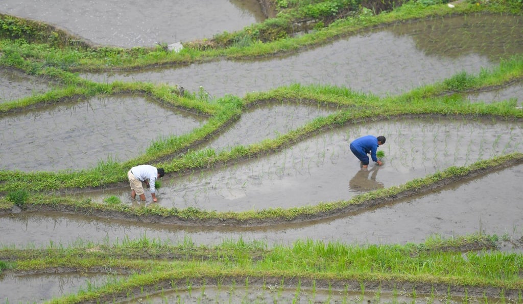 Farmers plant paddy rice seedlings in Hunan province, China. Photo: Xinhua